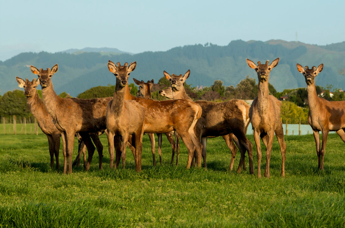 For Your Consideration: Venison in Your Pet Food Brand