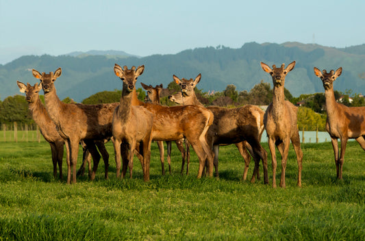 For Your Consideration: Venison in Your Pet Food Brand