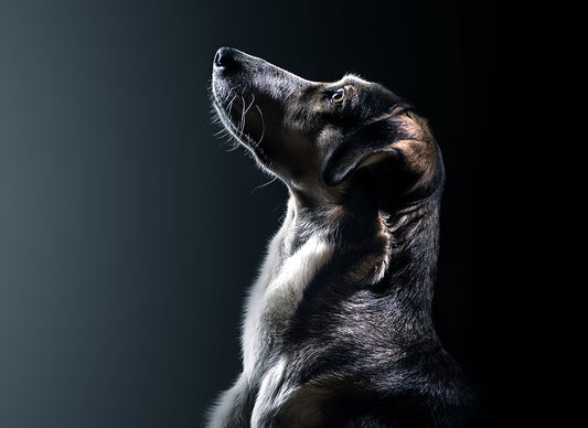 Why Taurine Supplementation is Needed in Dog Food Production