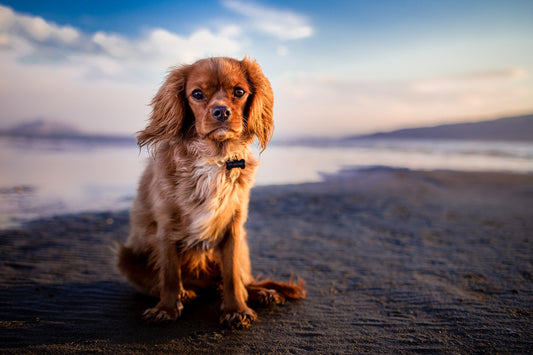 Key pet food safety risk parameters and control