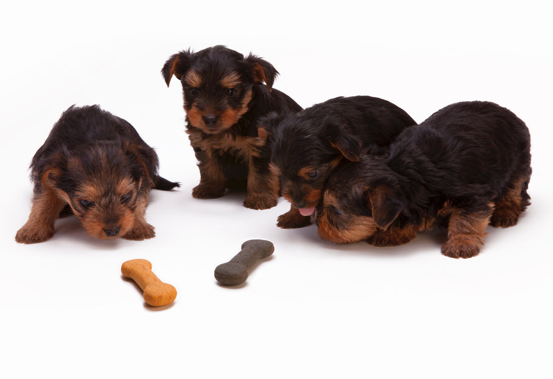 Factors that Shape Consumers' Pet Food Preferences