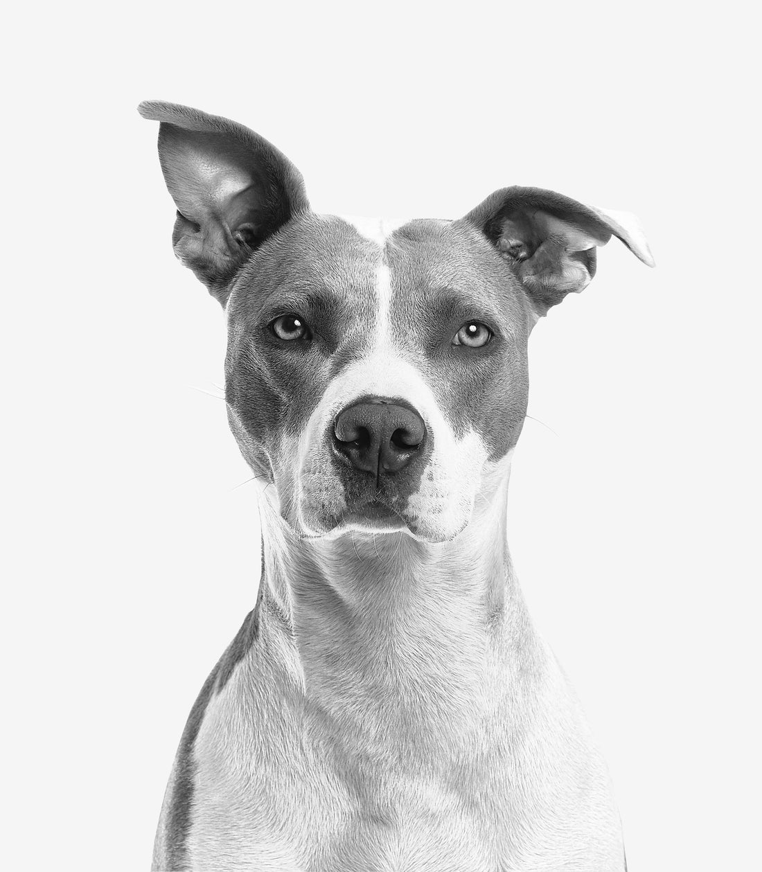 Understanding Pet Food Standards Across Key Markets