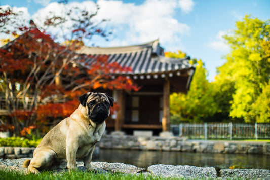 The Latest Pet Food Regulations in China