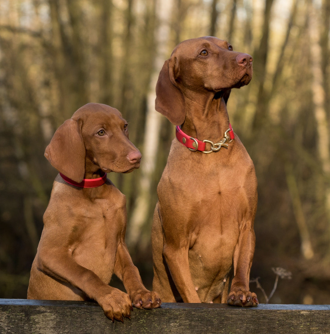 Pet Food Safety: Microbiological, Chemical and Physical Hazards