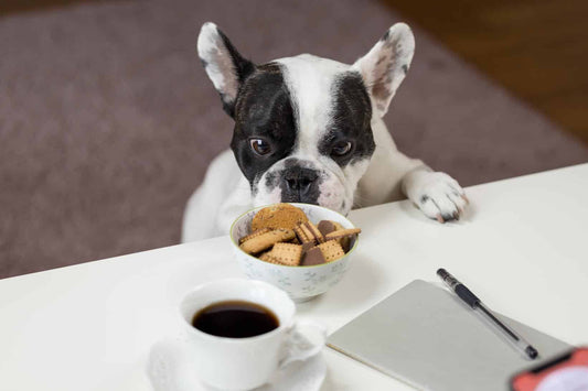 The Importance of Human Grade Ingredients in Pet Food