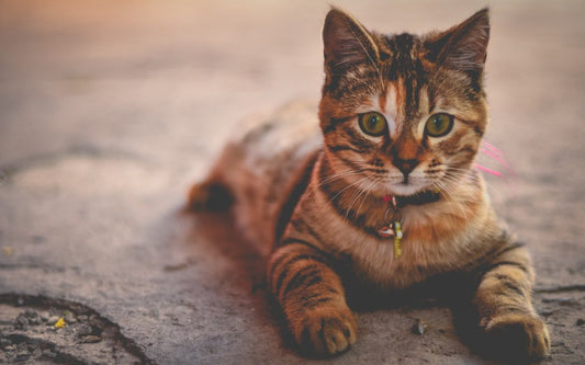 THE MAJOR TYPES OF PET FOODS AND HOW THEY ARE MANUFACTURED TO ENSURE YOUR PETS’ HEALTH & SAFETY