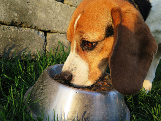Adding Taurine to Your Private Label Pet Food