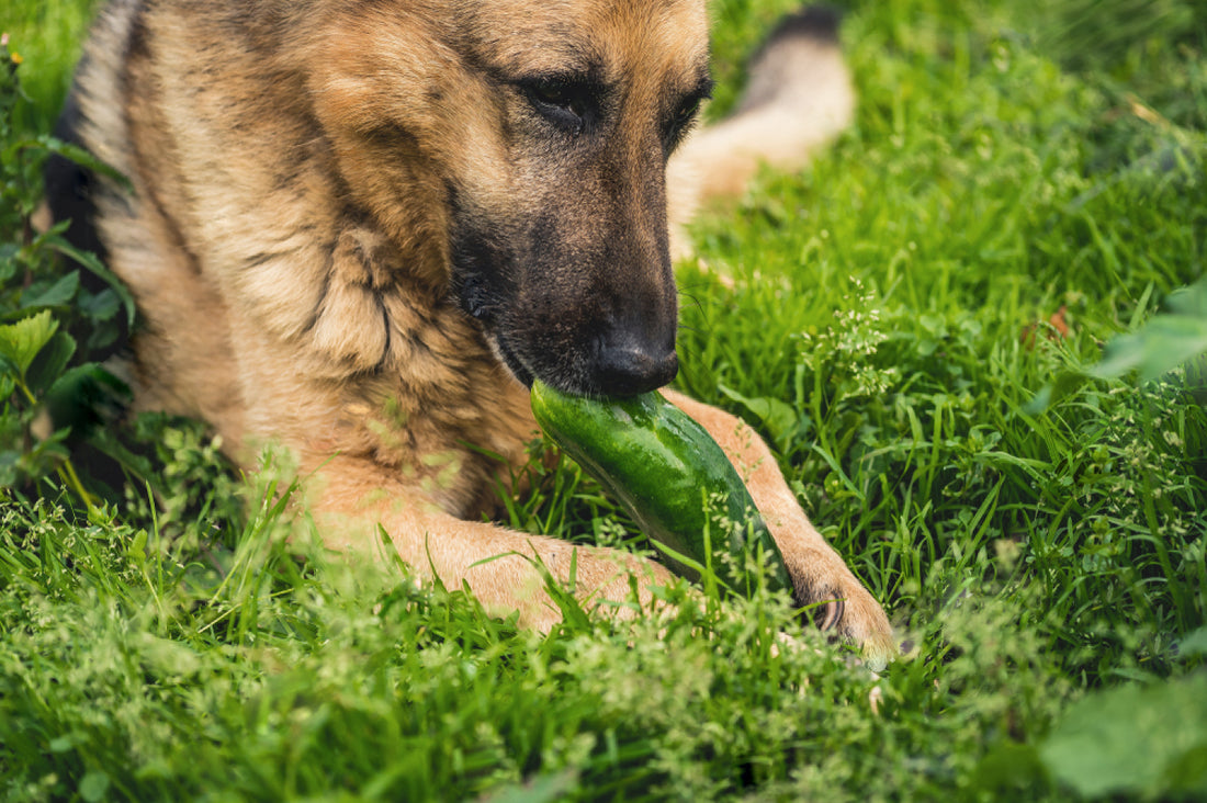 Should Your Private Label Pet Food Go Vegan?