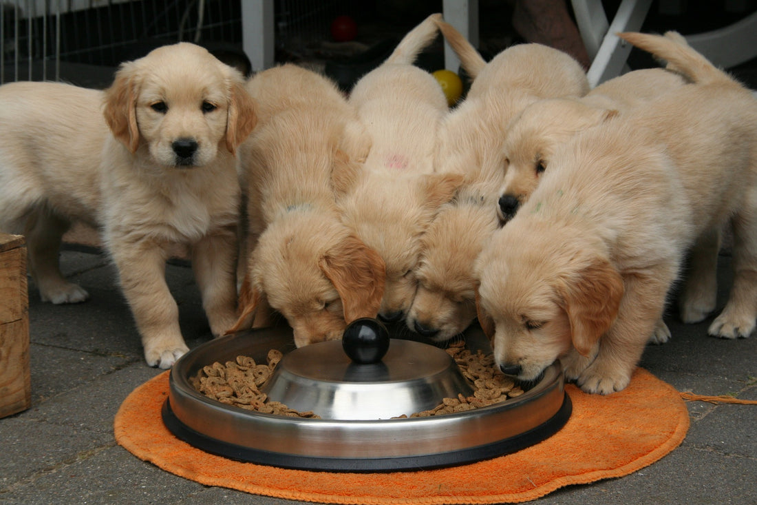 Functional Food Ingredients in Canine Pet Foods