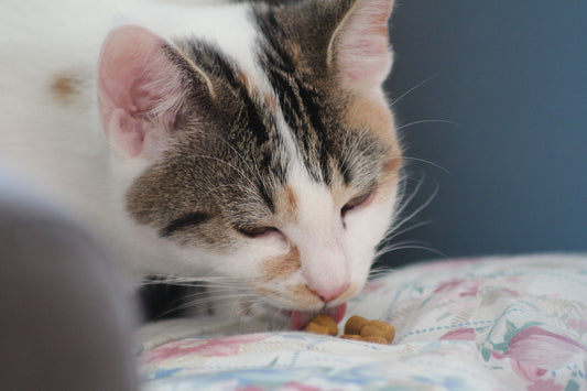 Functional Food Ingredients in Feline Pet Foods