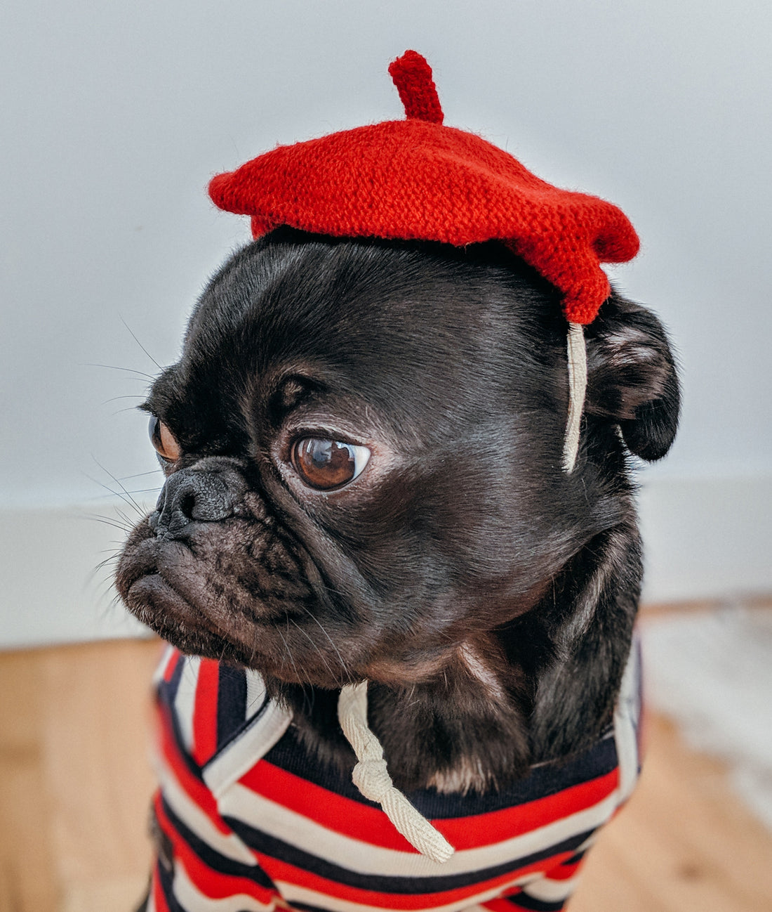 Pet Anthropomorphism and Brands: Reshaping Pet Food