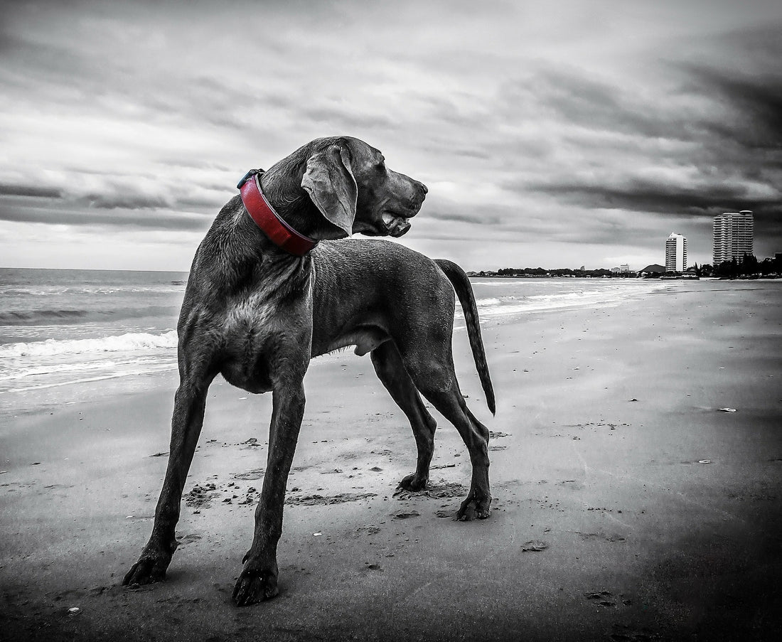 Pet Food Safety: An Overview