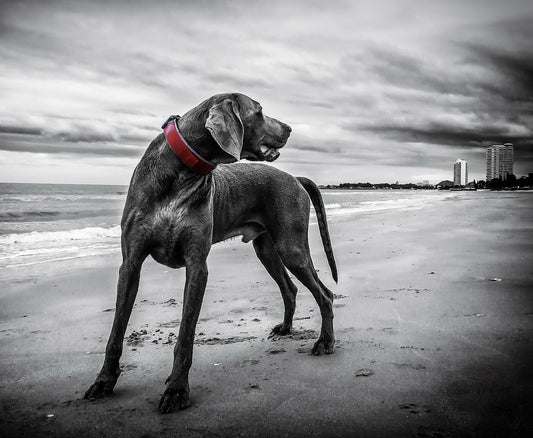 Pet Food Safety: An Overview